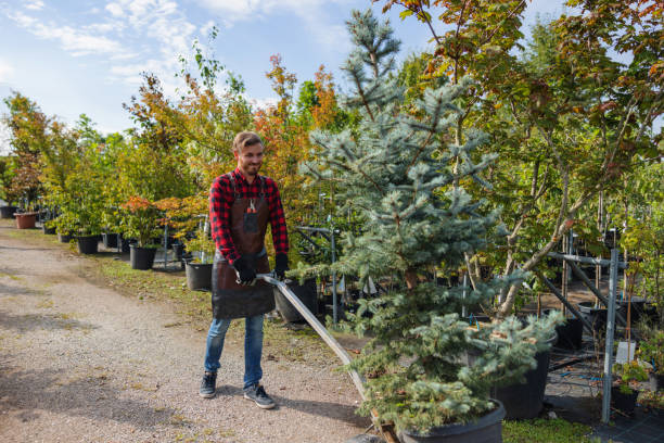 The Steps Involved in Our Tree Care Process in Arnold, PA